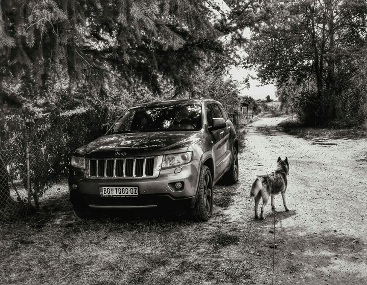 Jeep and husky