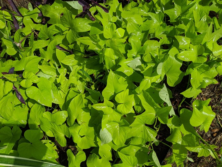 sparkling leaves