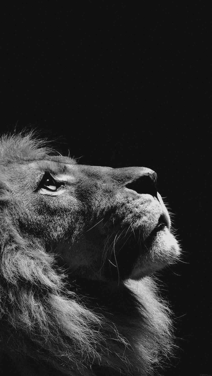 Animal / lion / predator