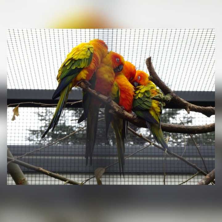 Artis  Amsterdam
