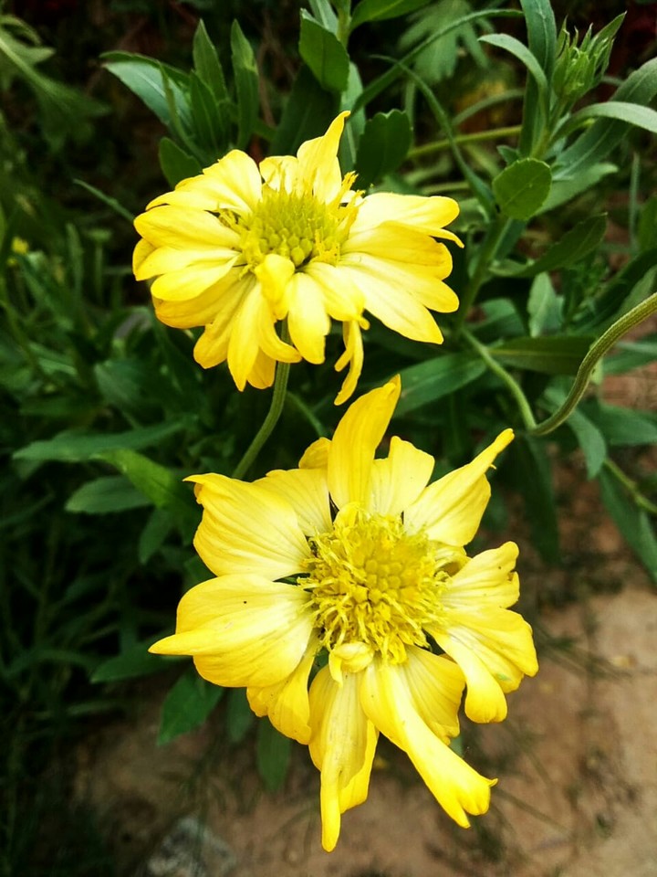 Yellow Flowers