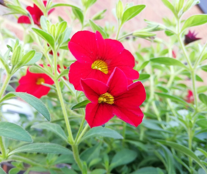 Flowers