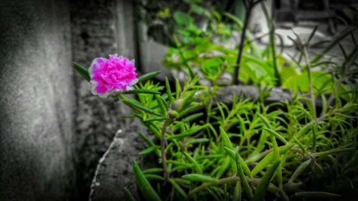 fresh flower morning