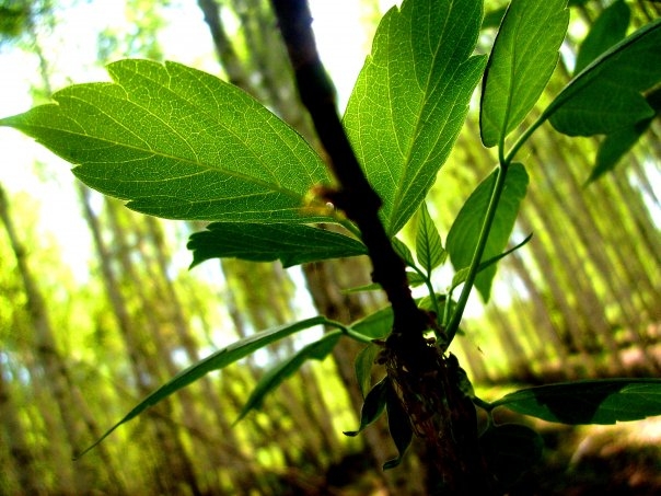 leaf