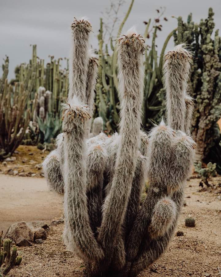 cactus