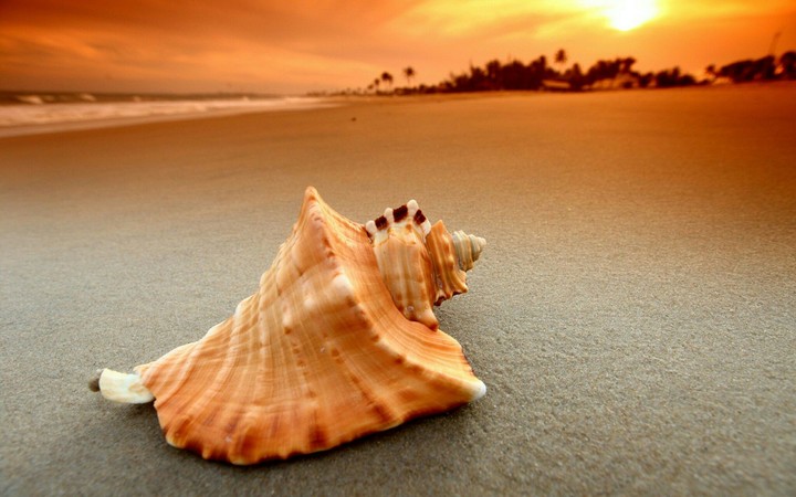 shell on the beach
