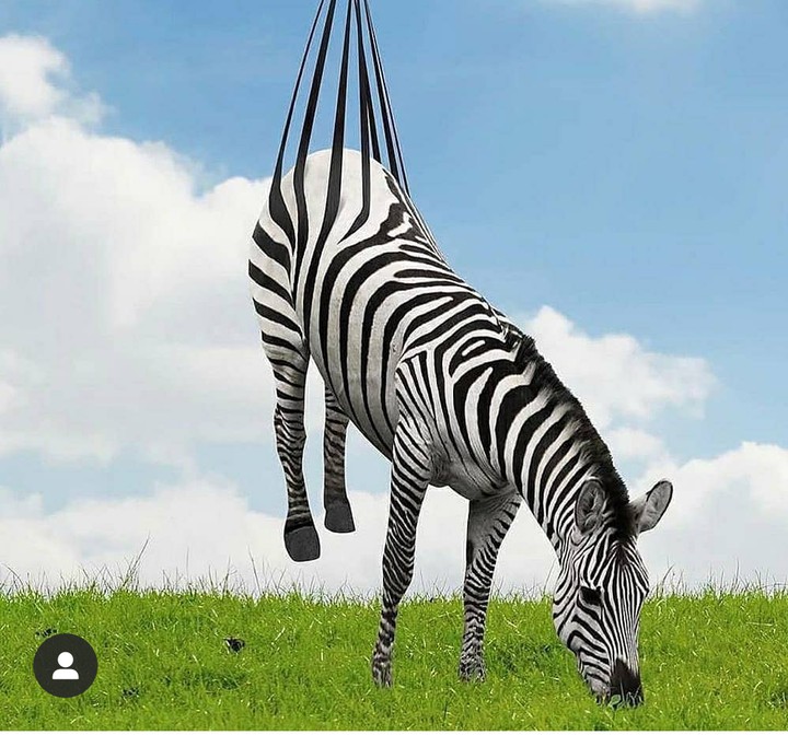 zebra
