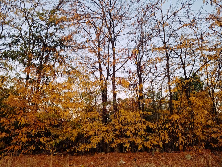 Trees are orange, autumn is here