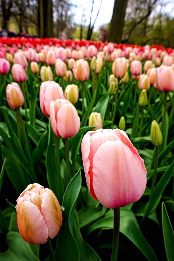 Holland