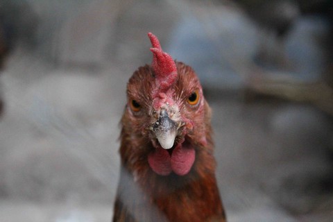 Cock.