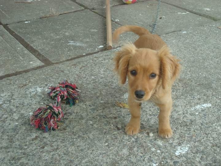 #dog