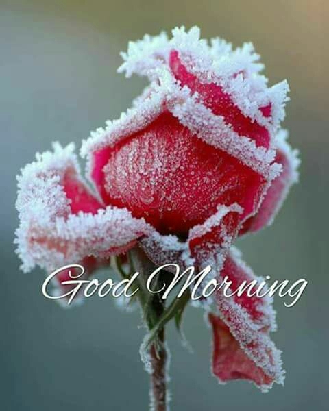 good morning