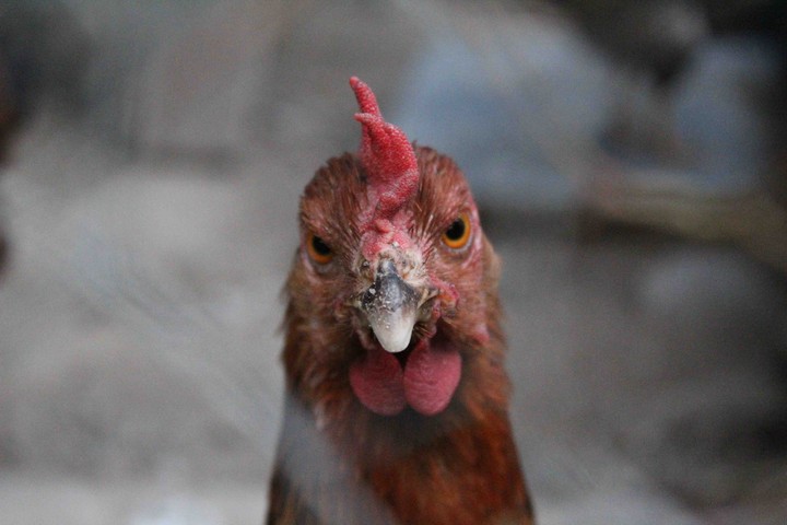 Cock.