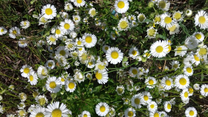 chamomile
