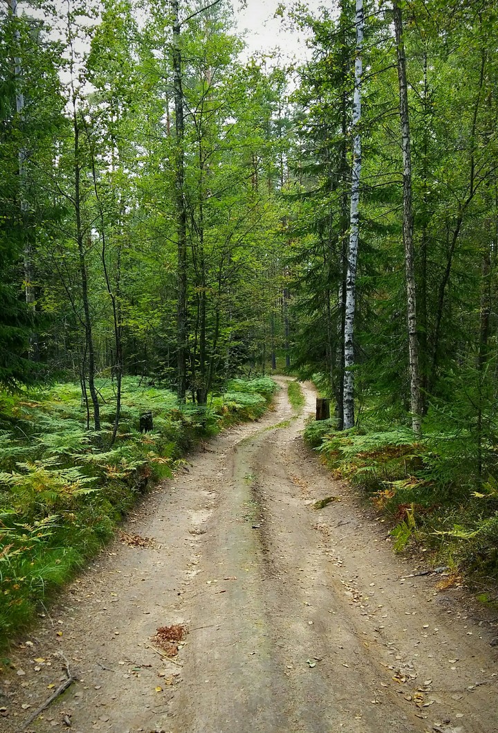 лесная дорога