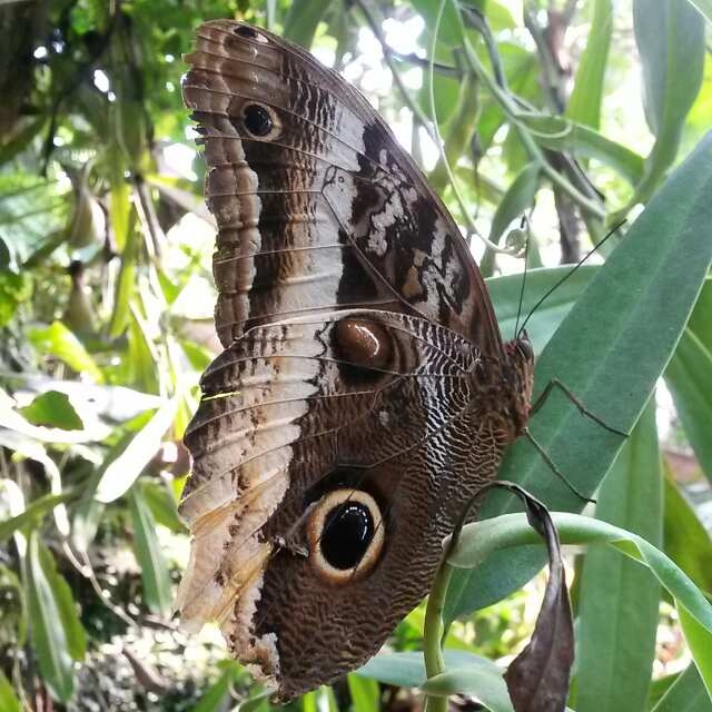 Animal