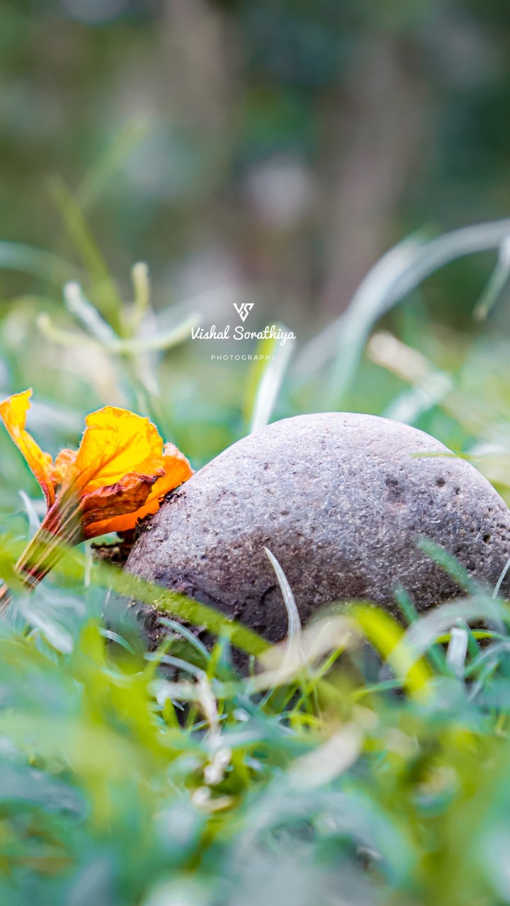 nature