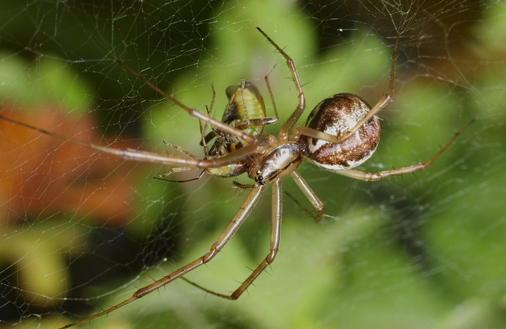 Fêmea de Linyphia triangularis