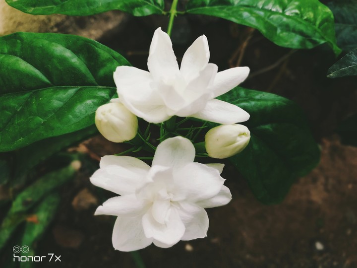 Jasmine Flower