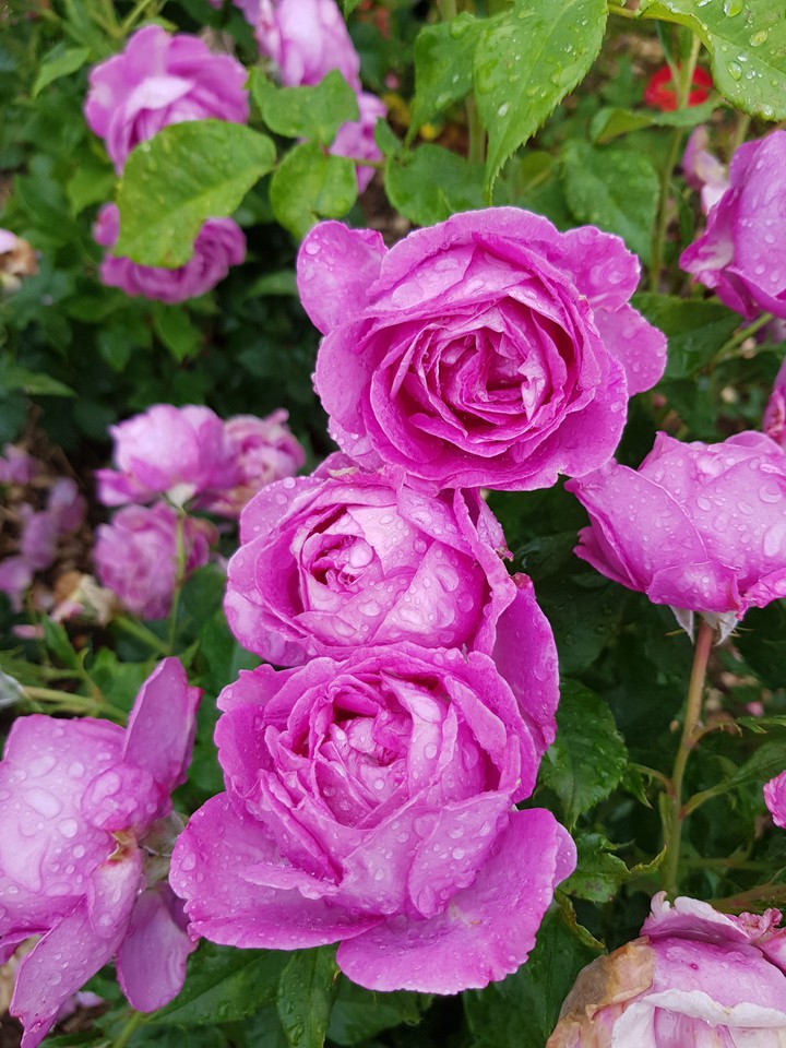 Roses