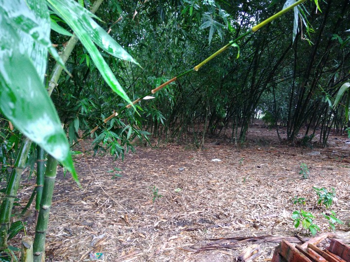 Forest