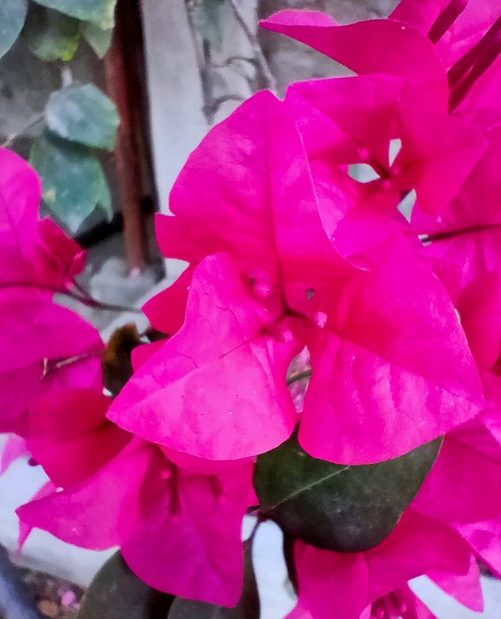 pink colour flowers ?