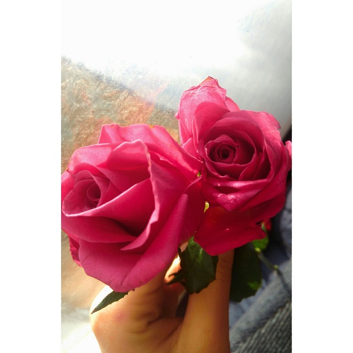 Roses