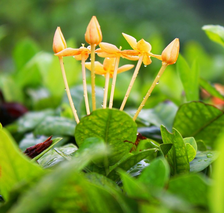 yellow flower