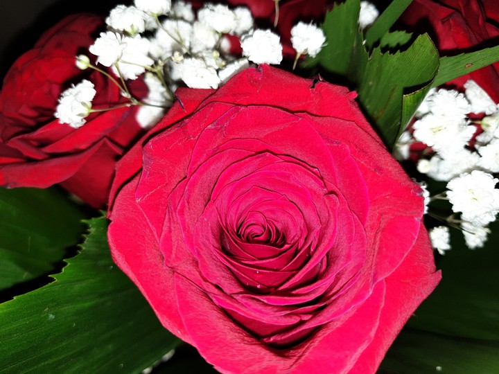 rose