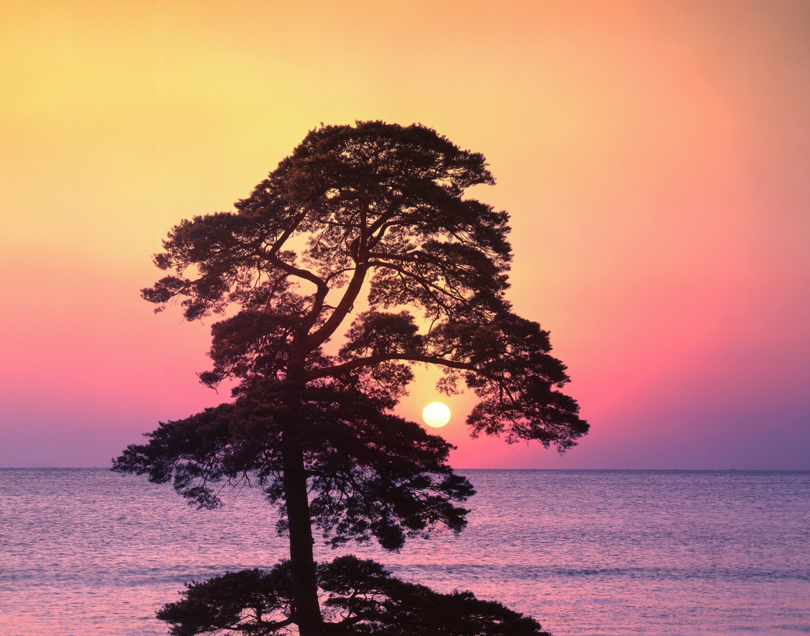 Tree front of Sunset Beach