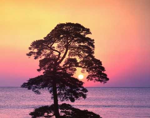 Tree front of Sunset Beach