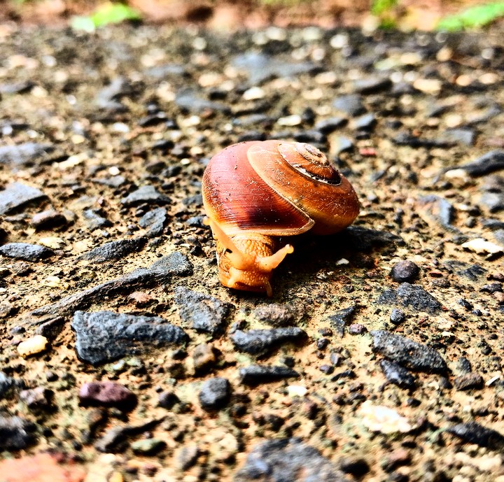 Snail