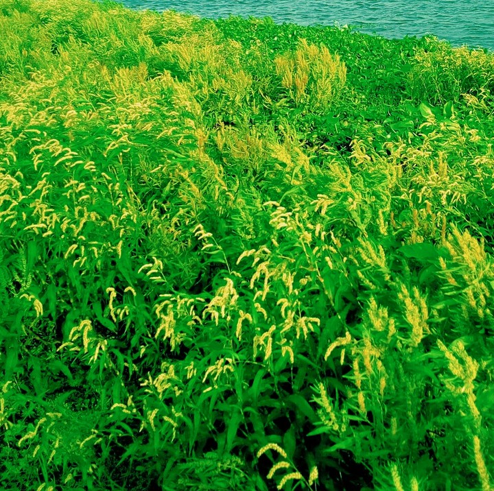 green