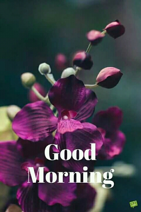 goodmorning