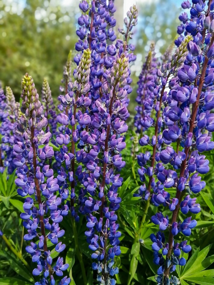 Lupins