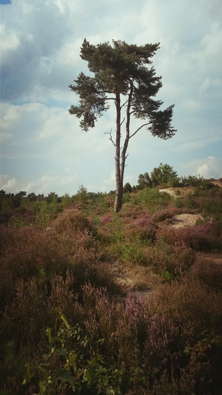 dunes and purple