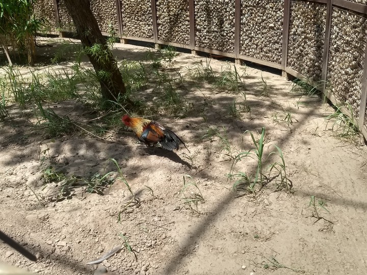 chicken