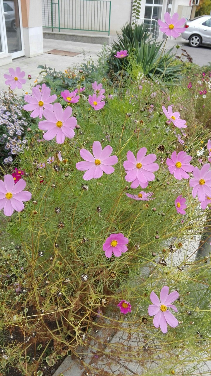 flowers