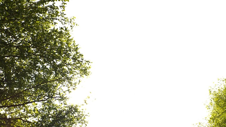 Under the tree