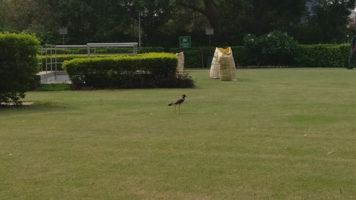 a quite bird
