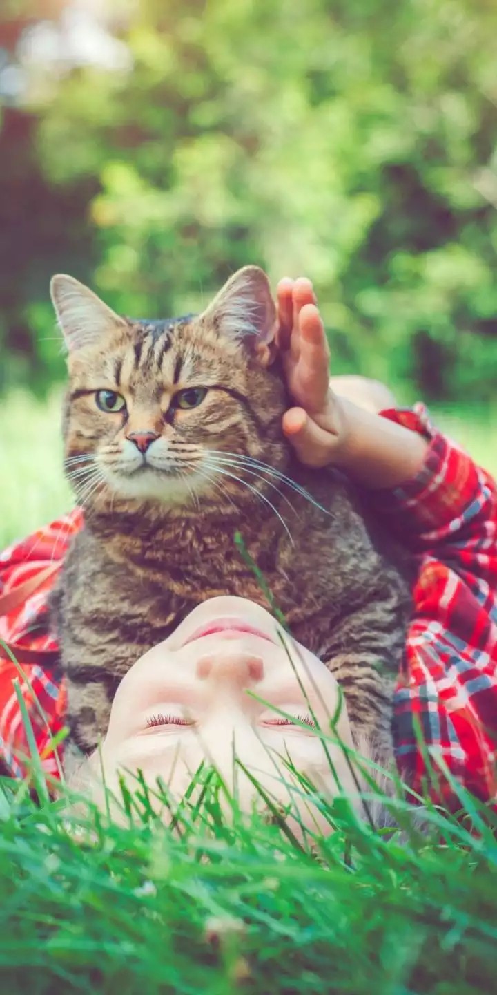 cat
