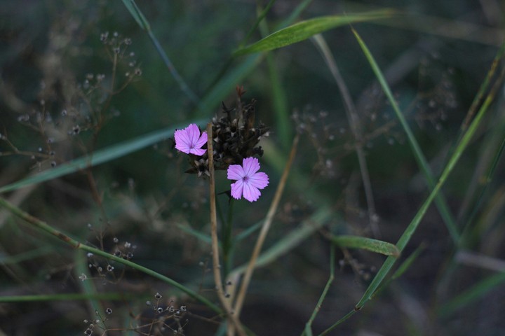 Purple flower