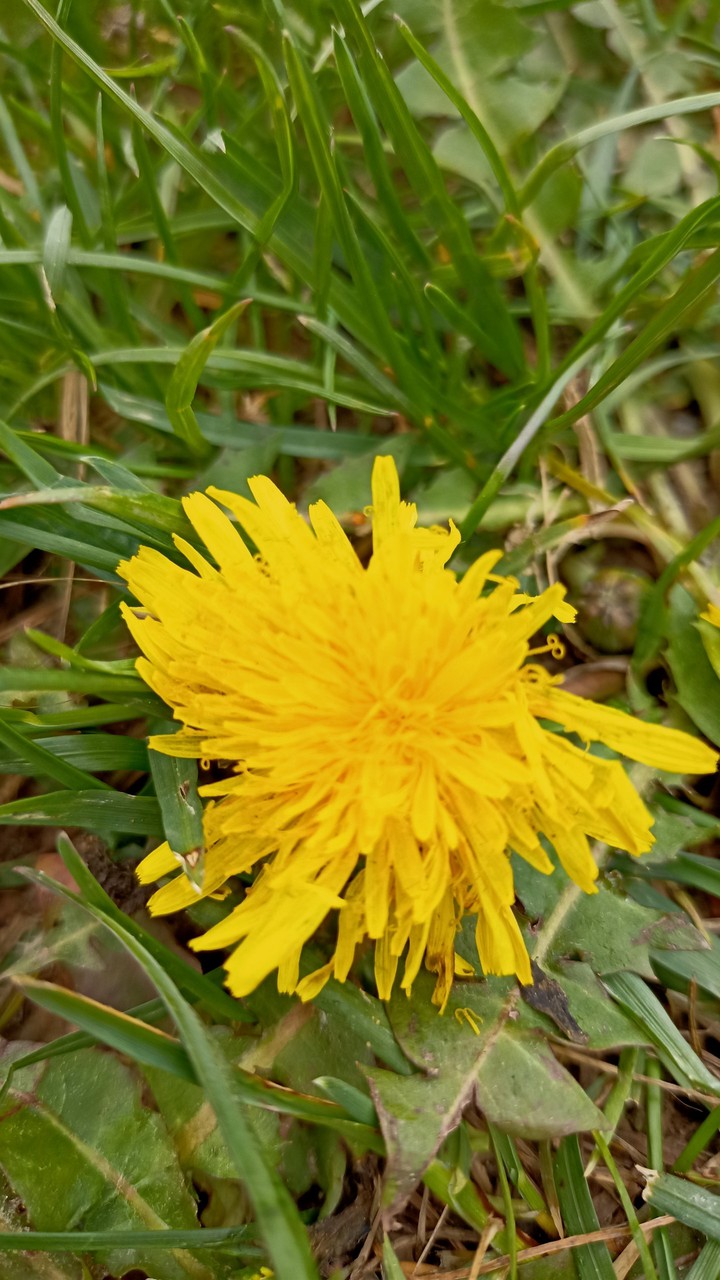 Dandelion