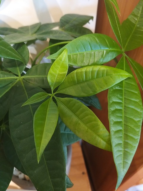 leaf