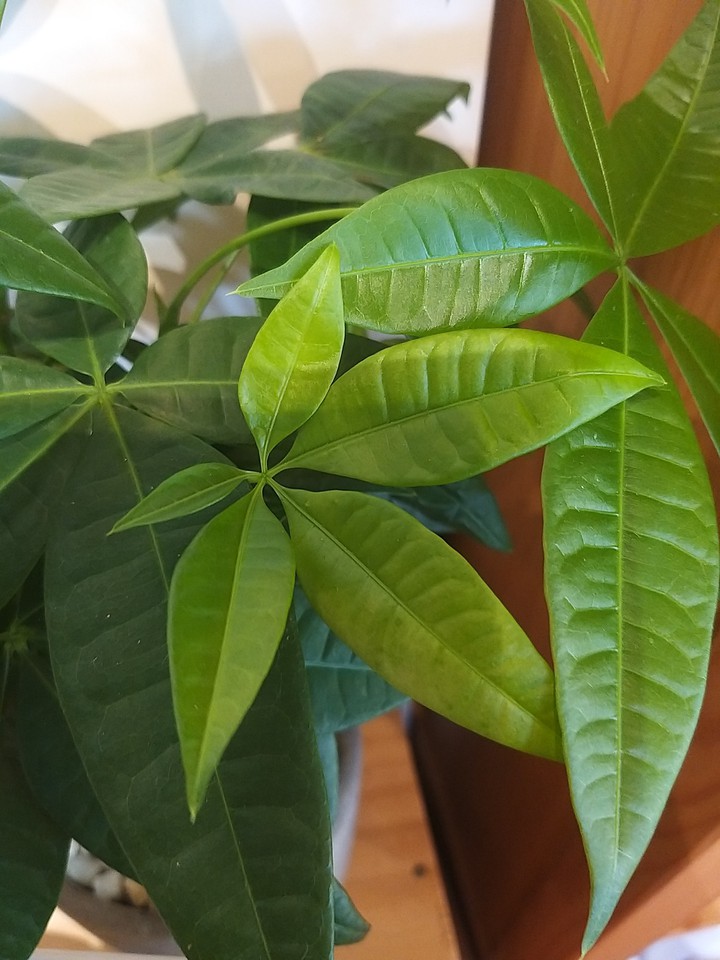 leaf