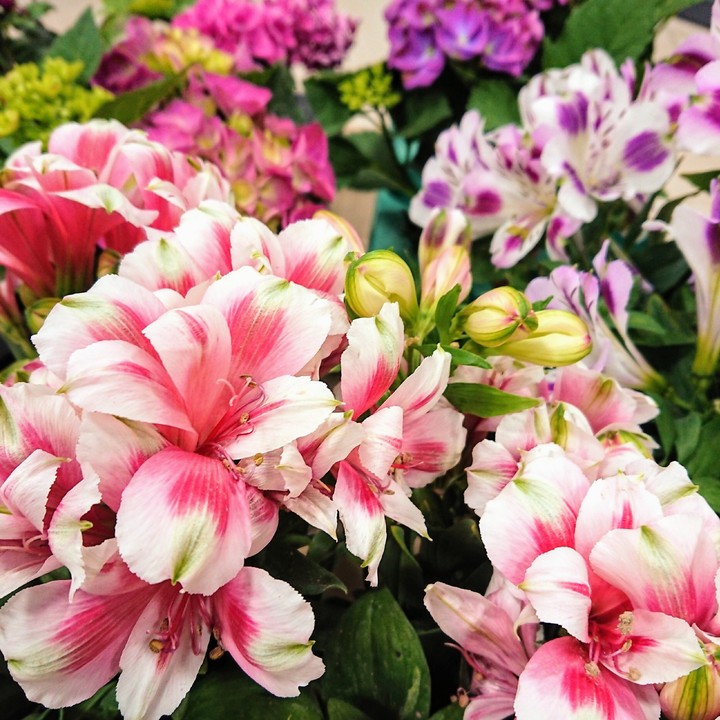 Alstroemeria