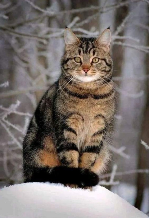тапети tree, Tail