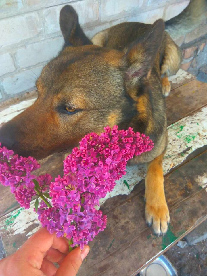Happy Dog