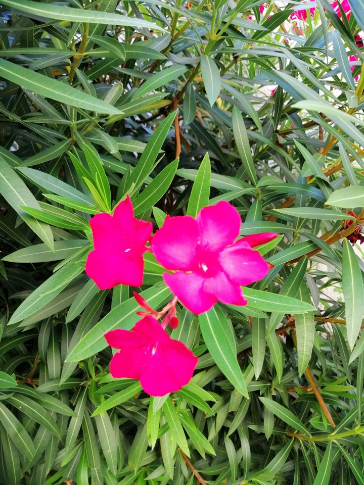 Flor.