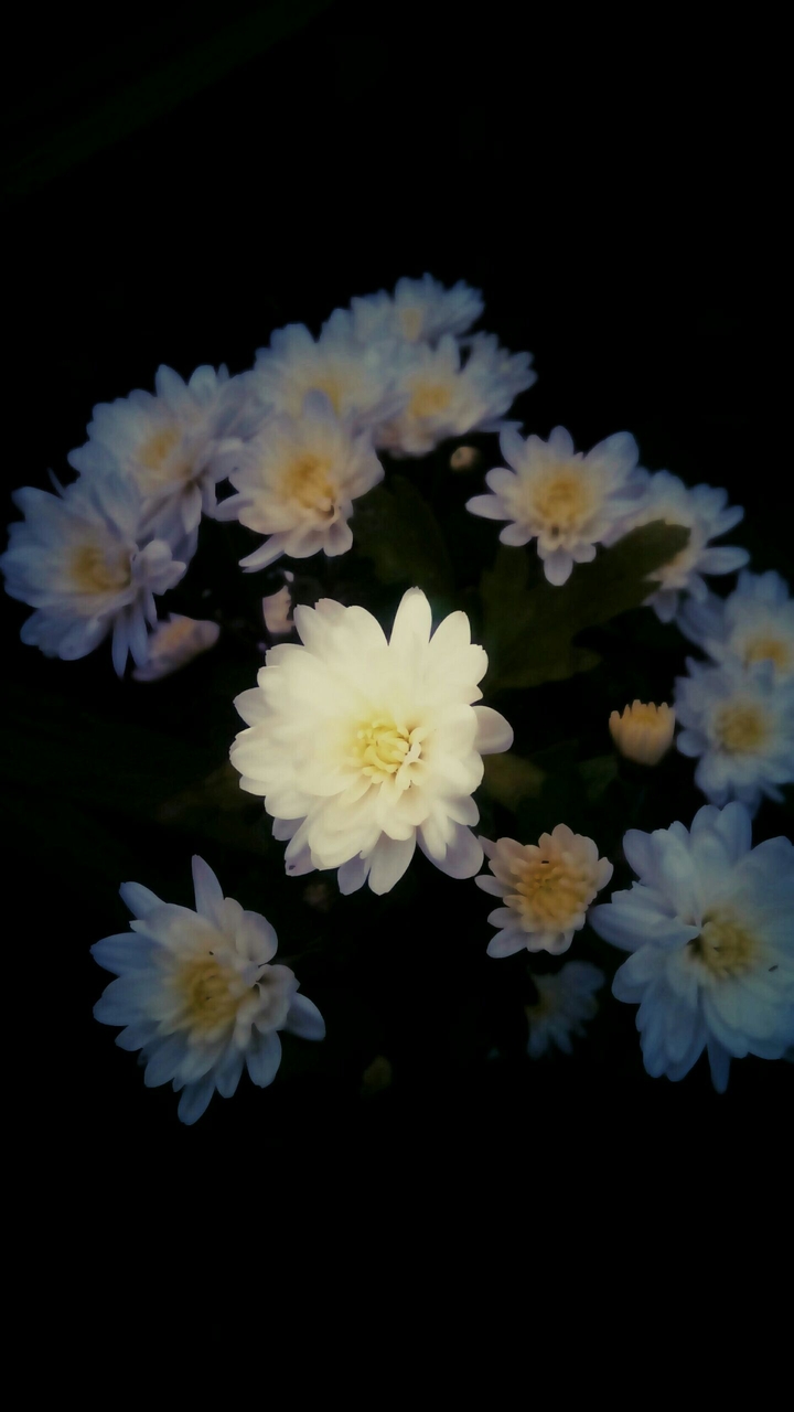 Beautiful flowers